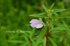 Impatiens balsamina var. parusnathica